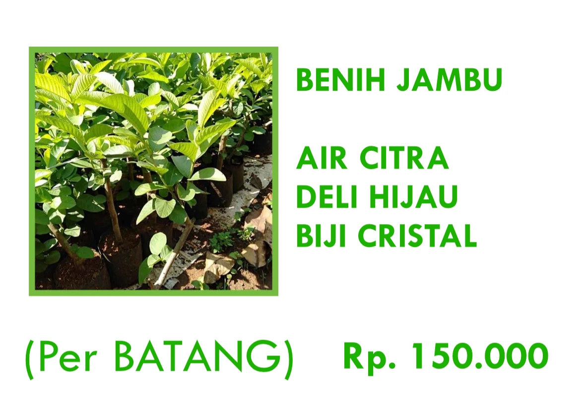 Benih Jambu