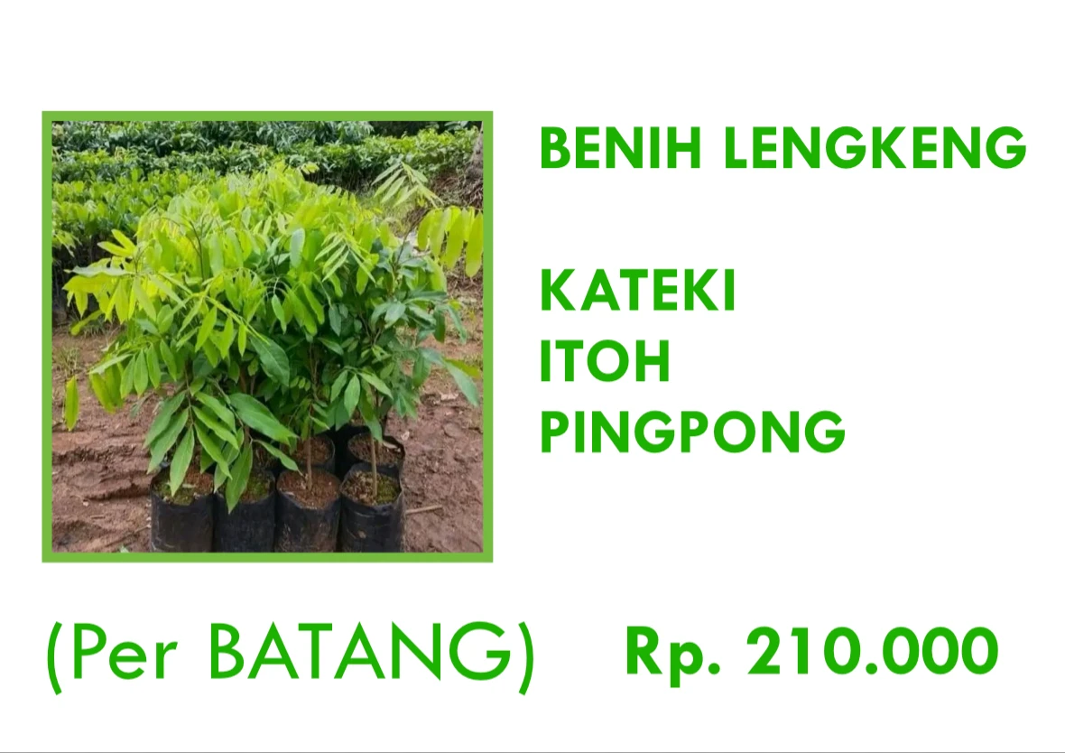 Benih Lengkeng