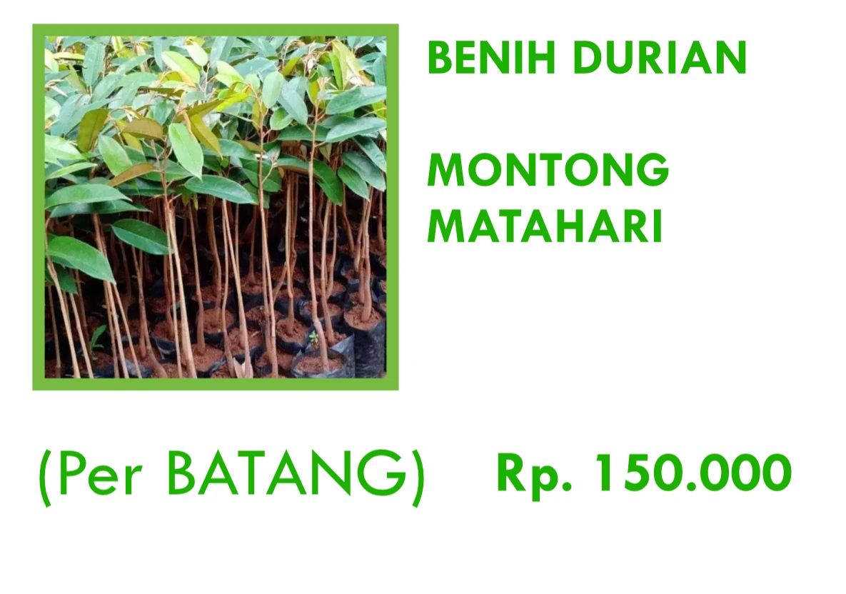 Benih Durian