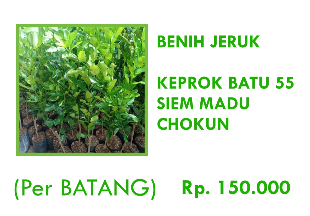 Benih Jeruk
